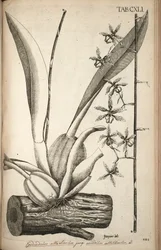 Oncidioides ilustração de um poço (syn. Guarianthe muito alta ACQ)
